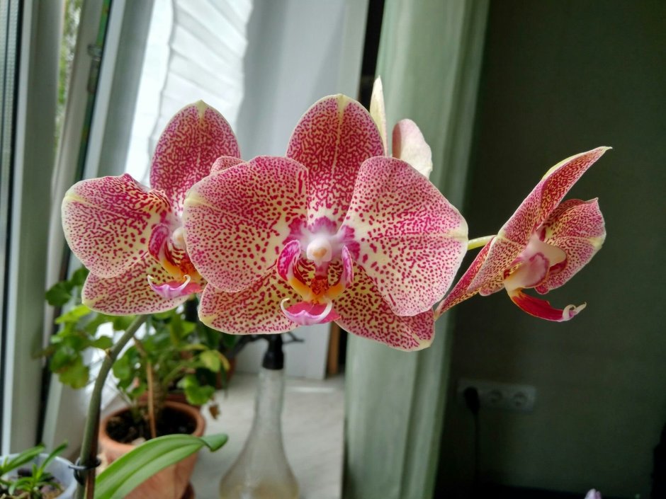 Орхидея Phalaenopsis Carmen