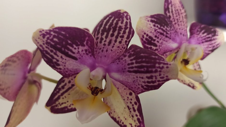 Орхидея пиниф бабочка