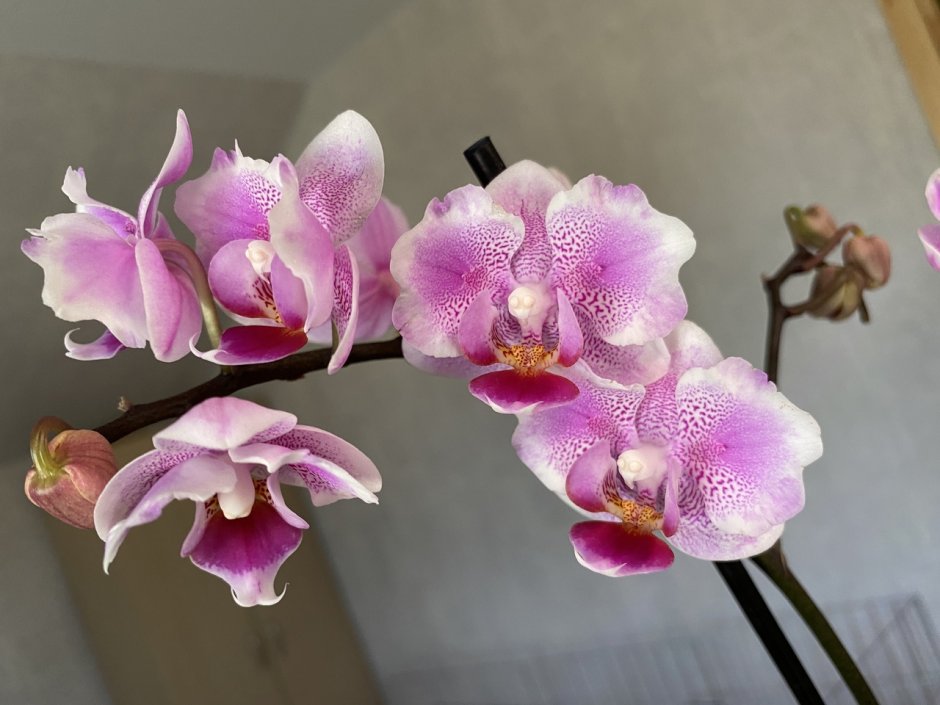 Фаленопсис Арлекин Phalaenopsis Arlekin