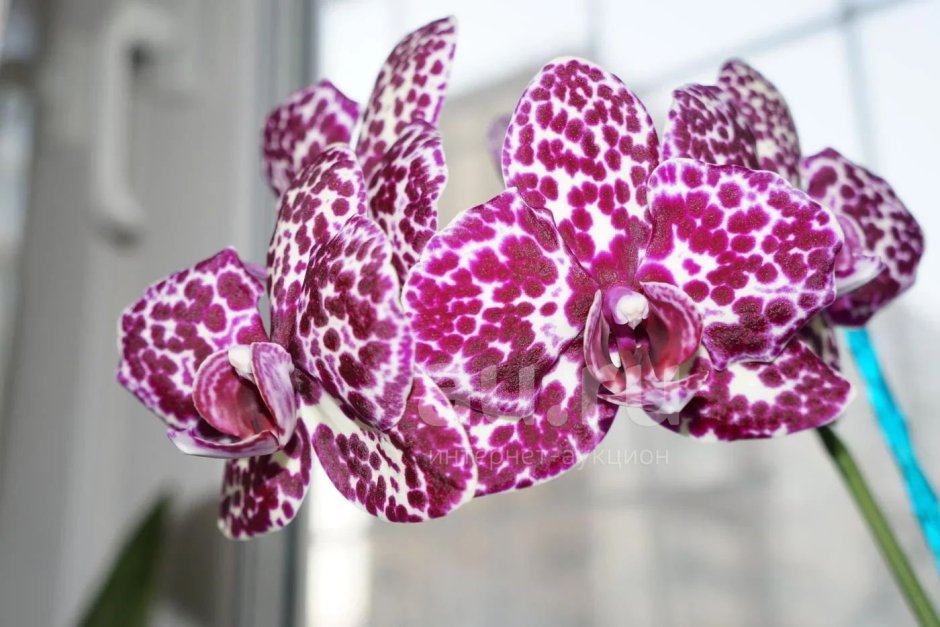 Орхидея Phalaenopsis Palermo