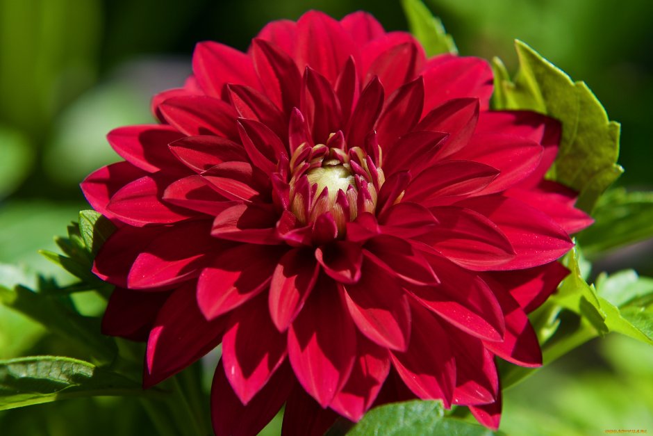 Dahlia Penhill Watermelon