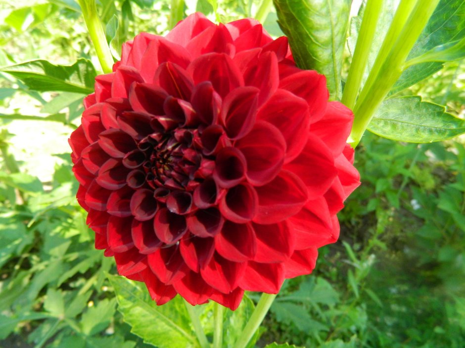 Dahlia Hapet Exotica георгина