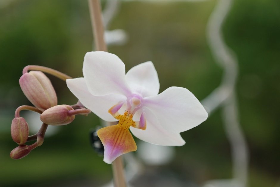 Орхидея фаленопсис Пинк Дрим