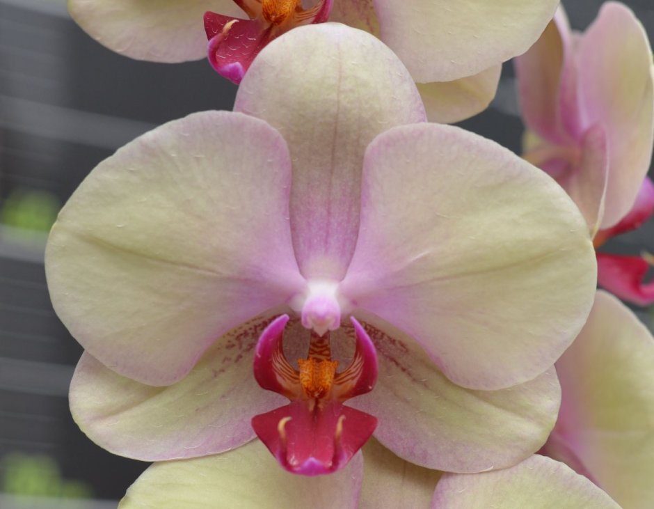 Розовая фаленопсис Орхидея маленькая