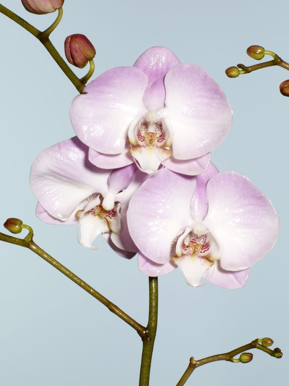 Irene Dobkin Орхидея