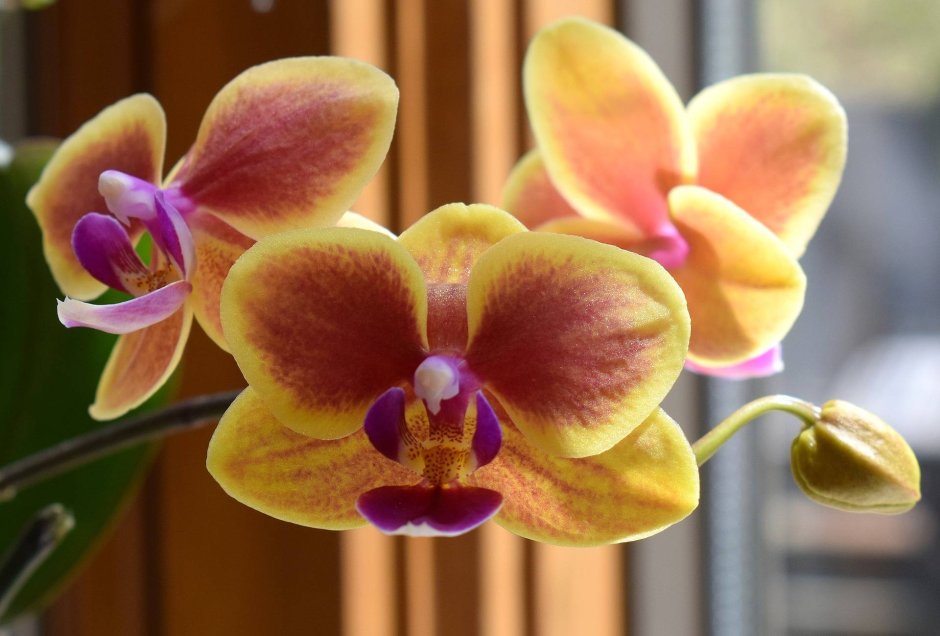 Орхидея Phalaenopsis big Lip