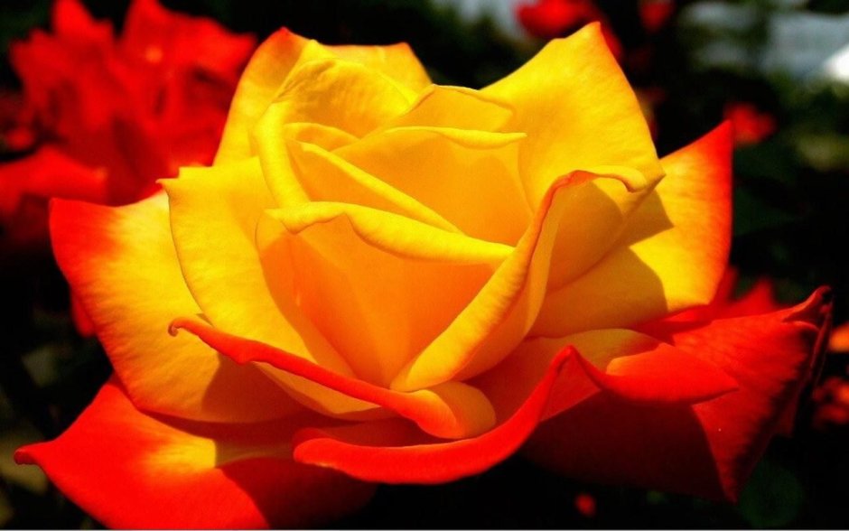 Розы желтые с красной каймой