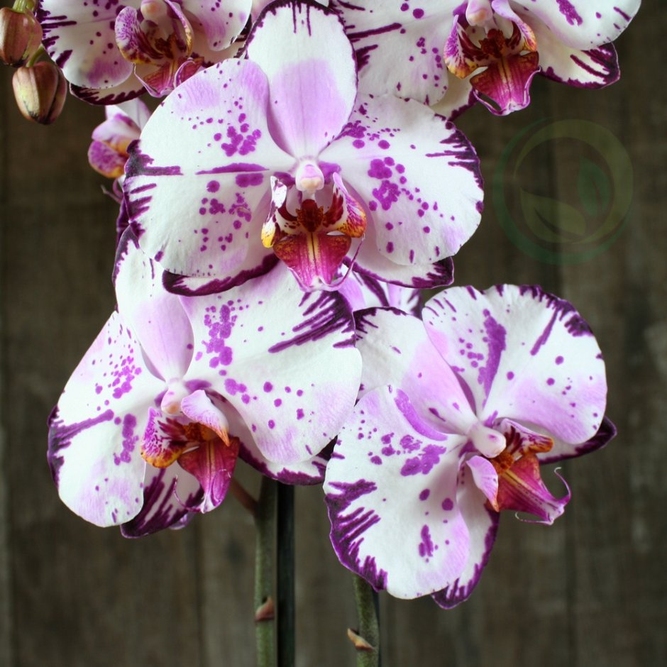 Орхидея Phalaenopsis Potter