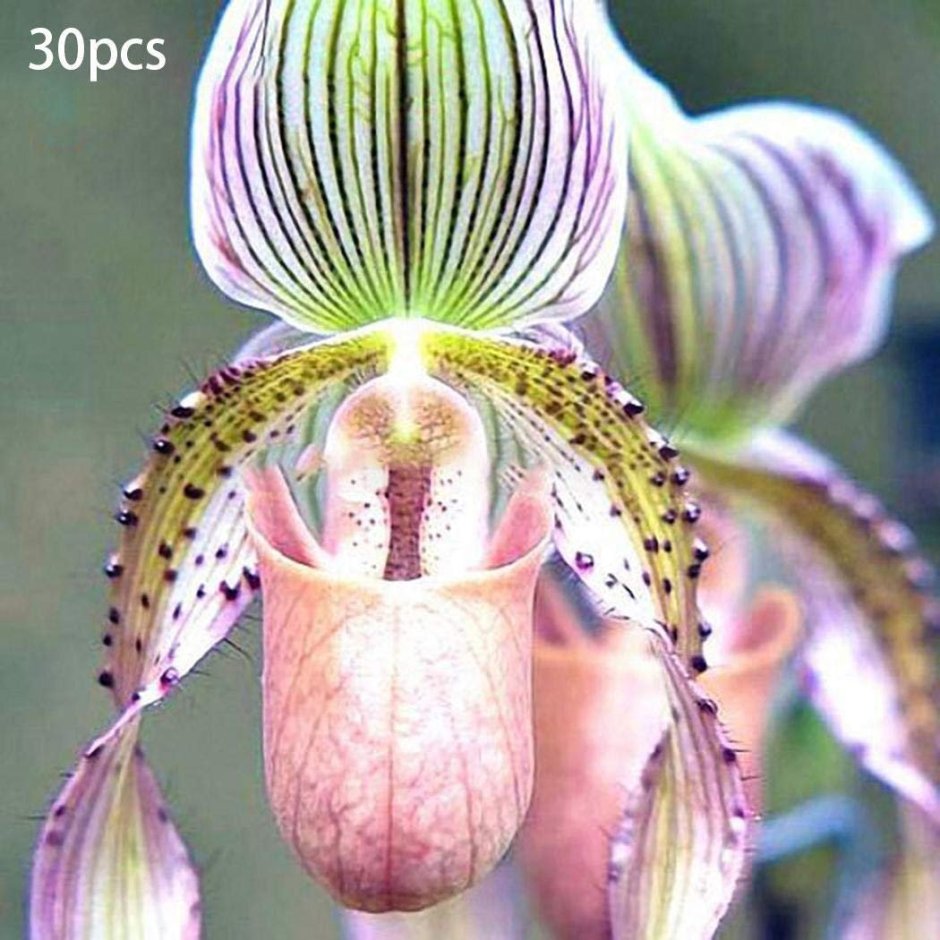 Pirate Picotee Орхидея
