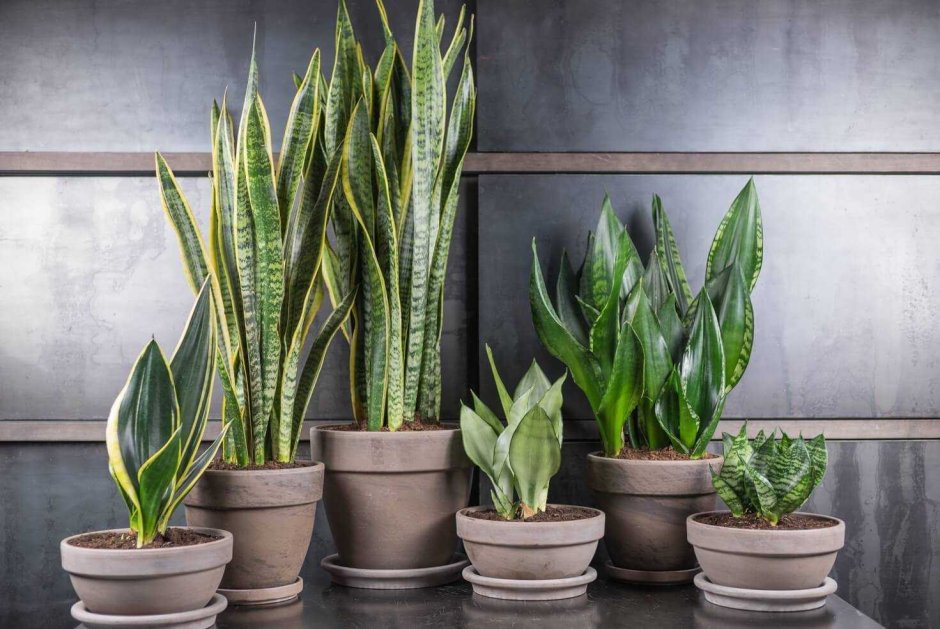 Sansevieria Green Laurentii