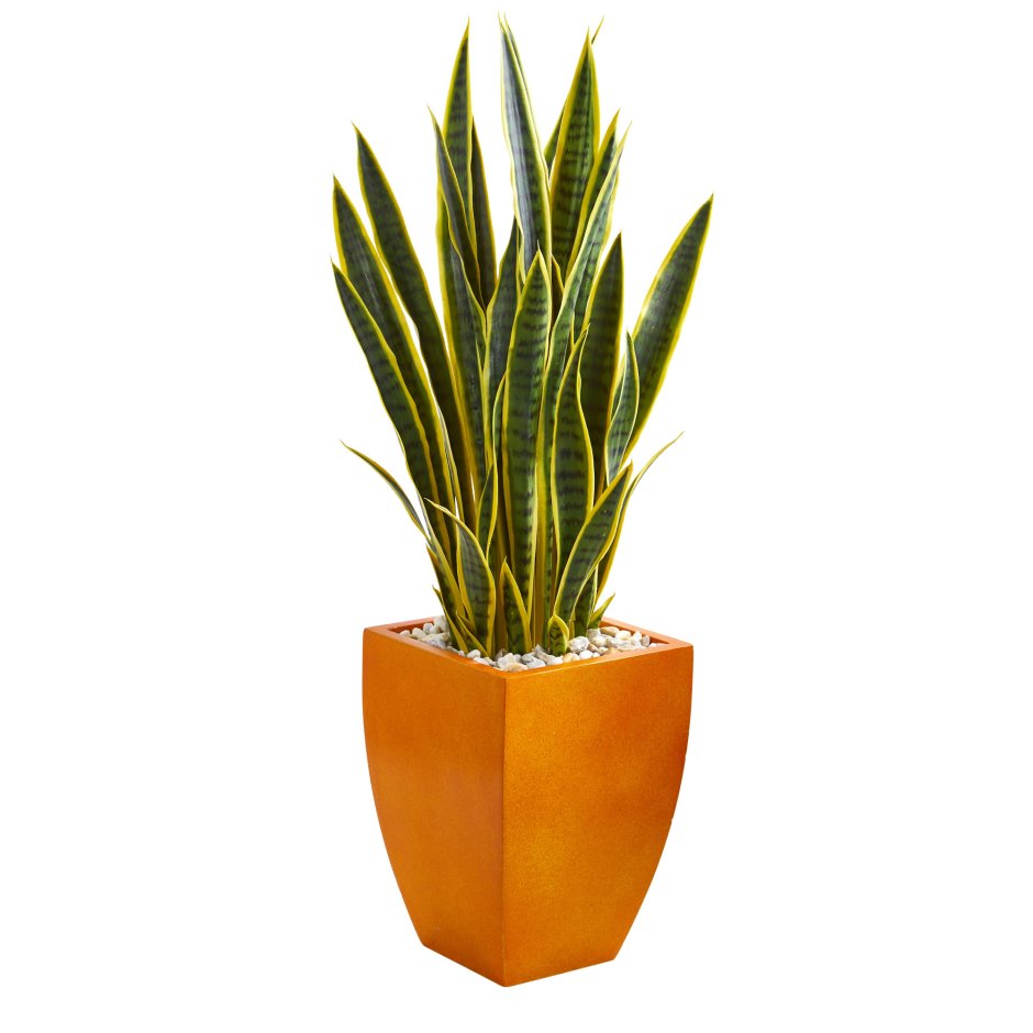 Sansevieria trifasciata zeylanica