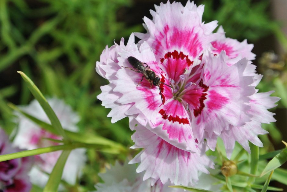 Dianthus chinensis гвоздика китайская