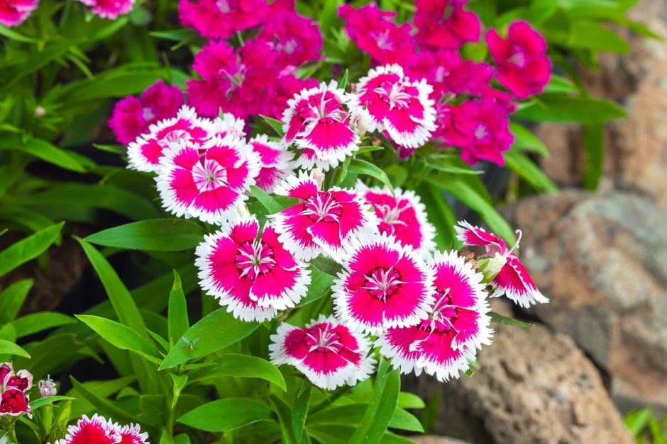 Dianthus chinensis гвоздика китайская