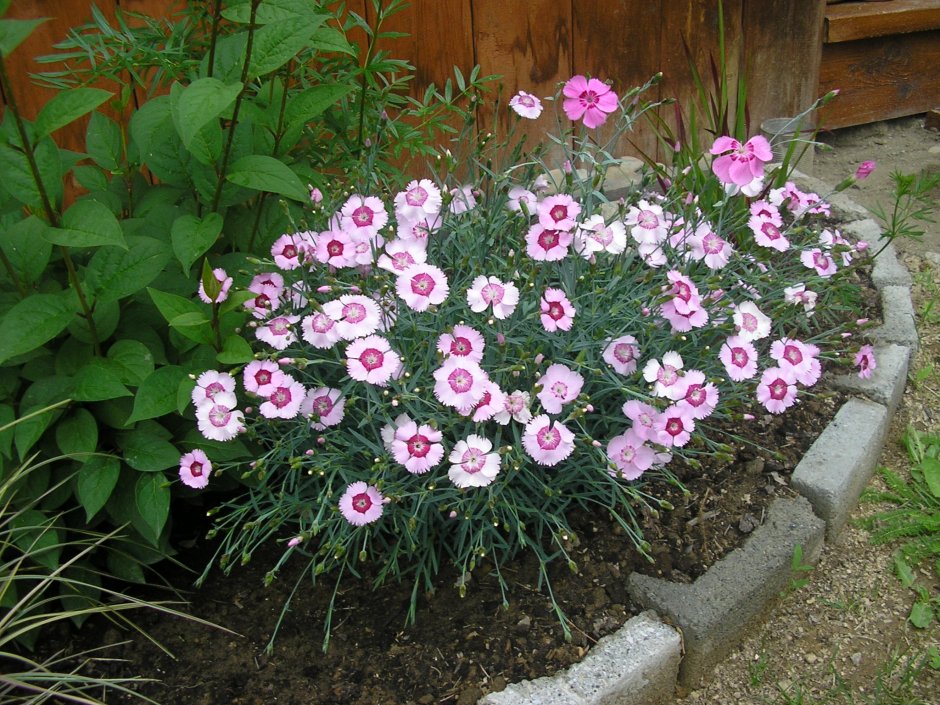 Гвоздика китайская (Dianthus chinensis l.)