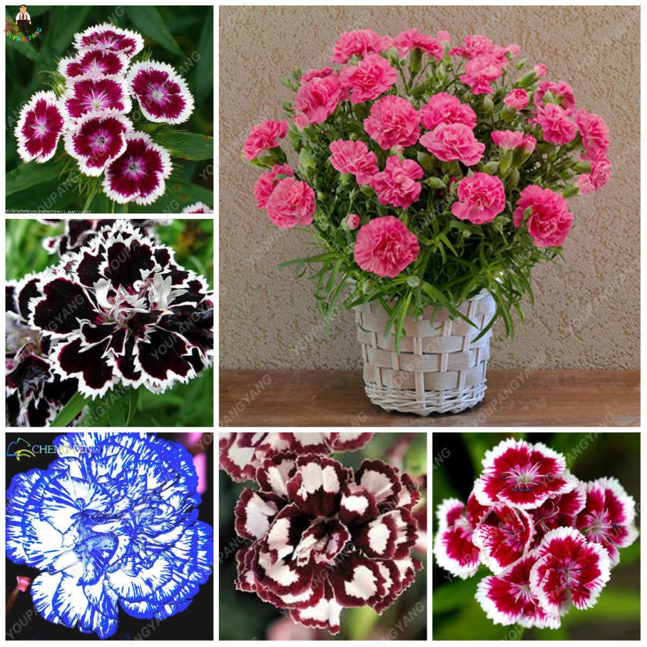 Гвоздика Dianthus