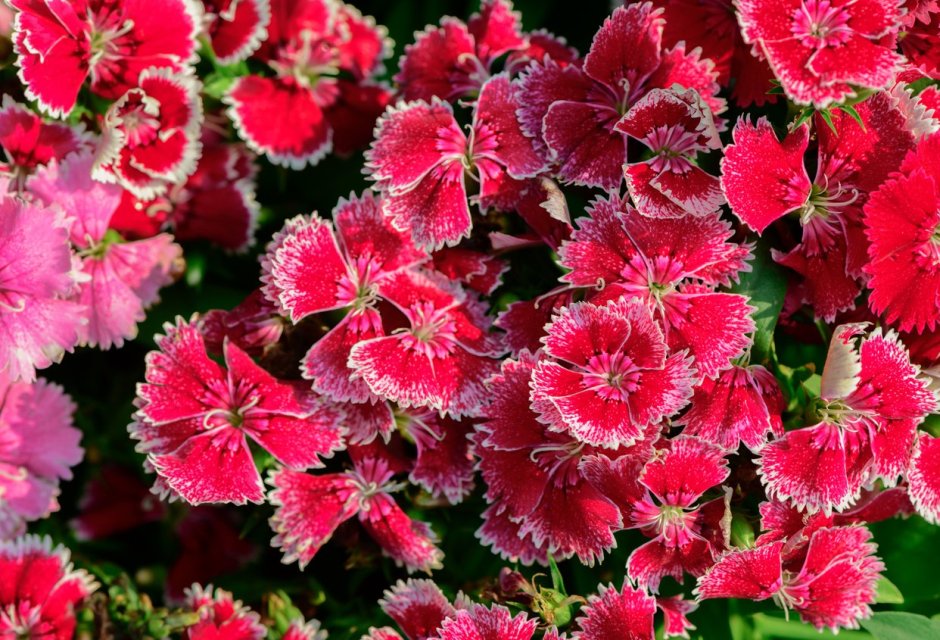 Dianthus chinensis гвоздика китайская