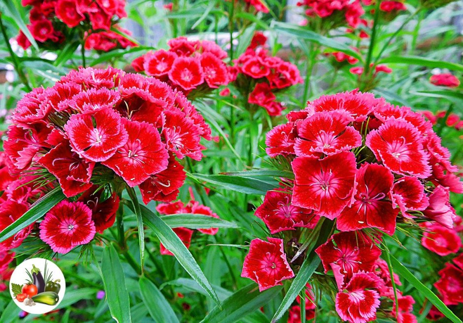 Dianthus chinensis гвоздика китайская