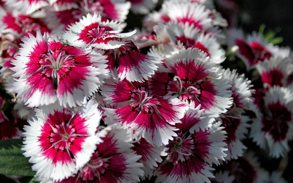 Гвоздика китайская (Dianthus chinensis l.)