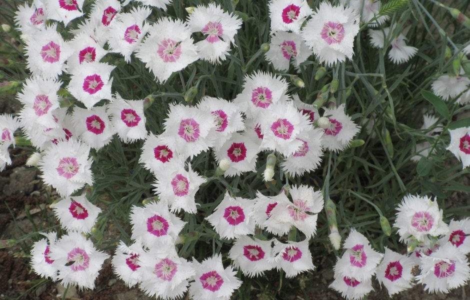 Dianthus chinensis гвоздика китайская