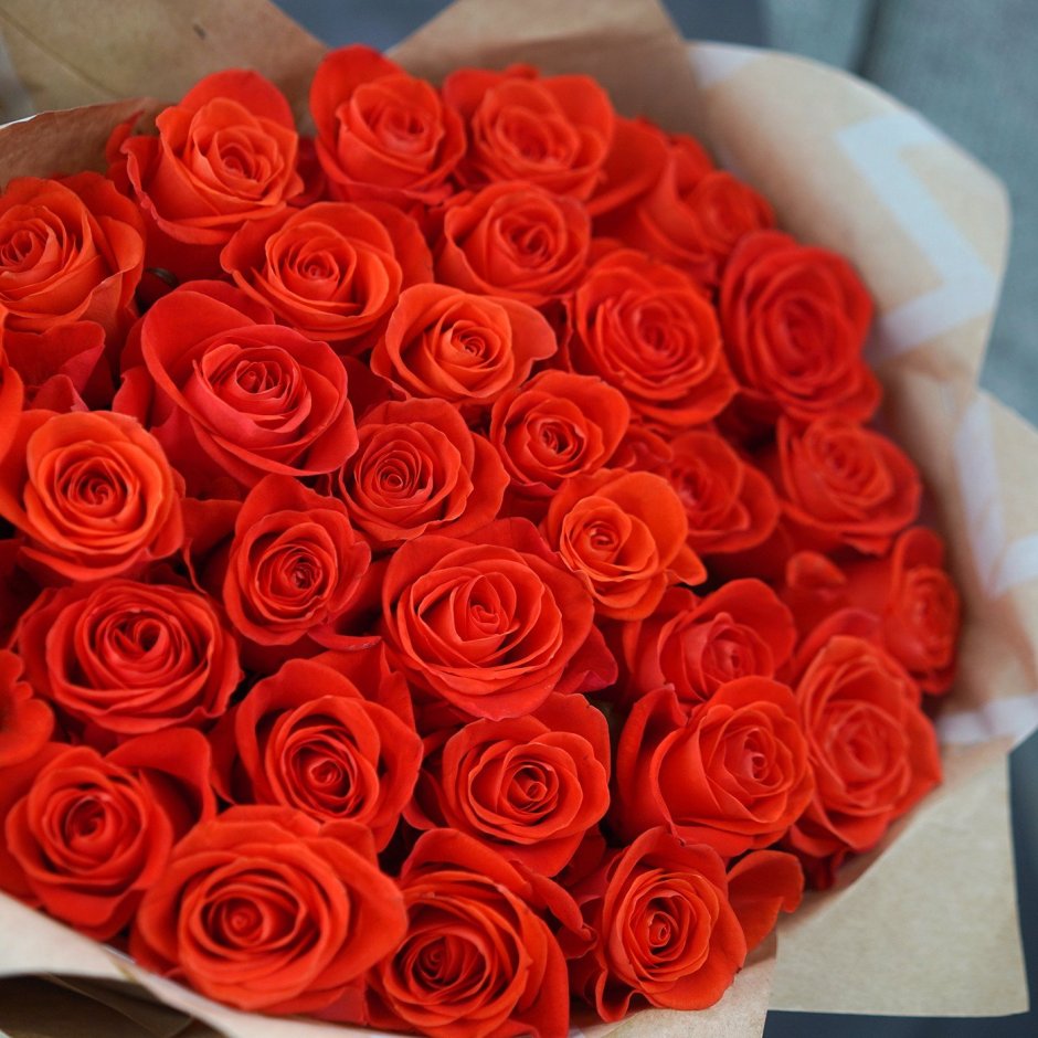 Роза оранжево коралловая