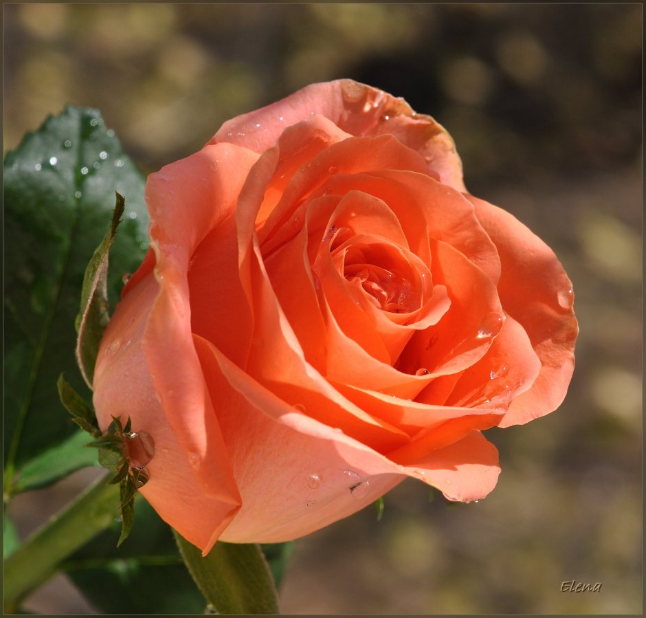 Роза оранж мини