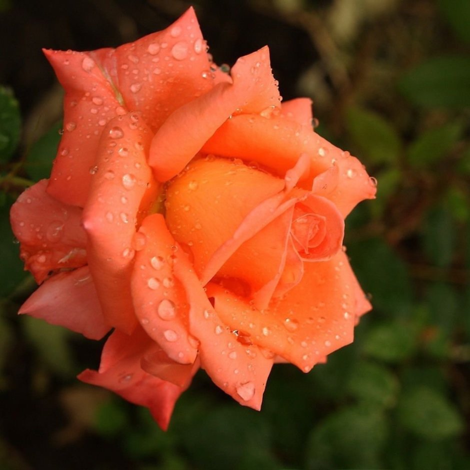 Роза Бастион коралловая