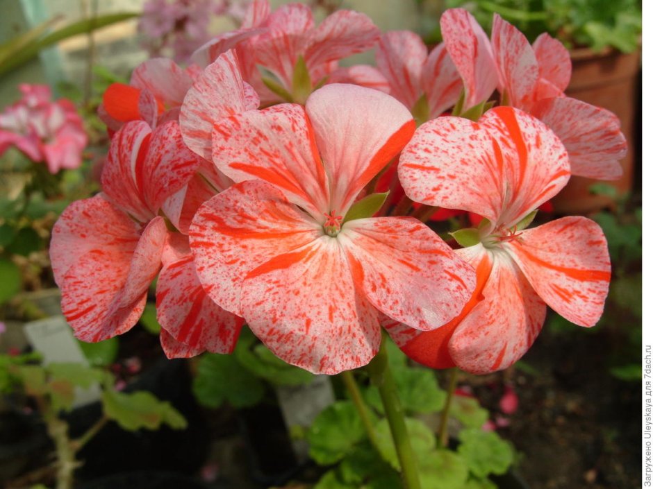 Пеларгония Айскристал Pelargonium zonale