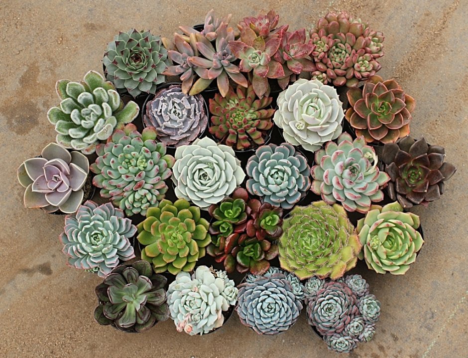 Суккулент эхеверия Echeveria