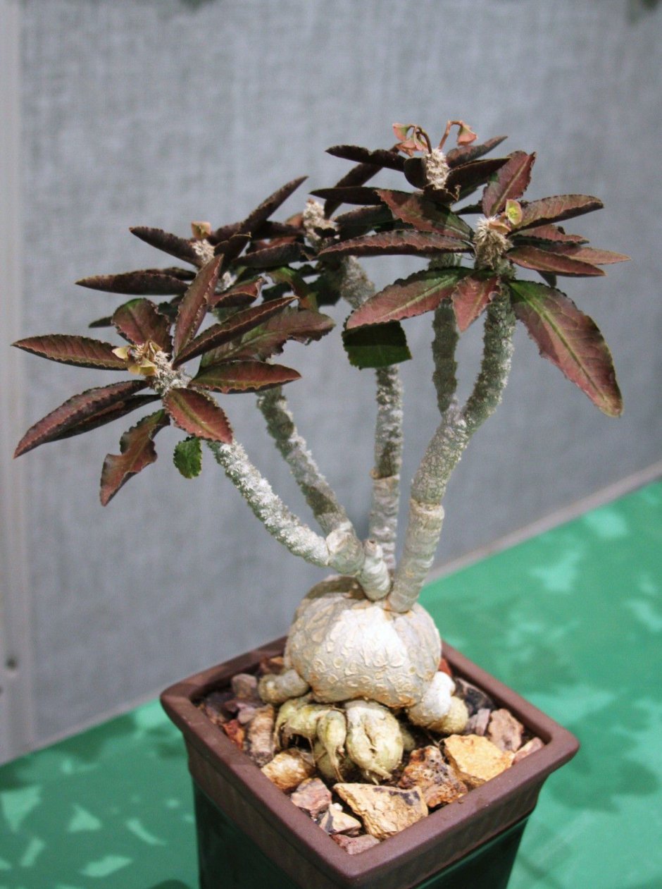 Euphorbia AMBOVOMBENSIS