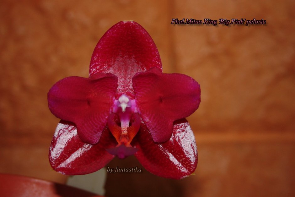 Phalaenopsis Mituo King big Pink