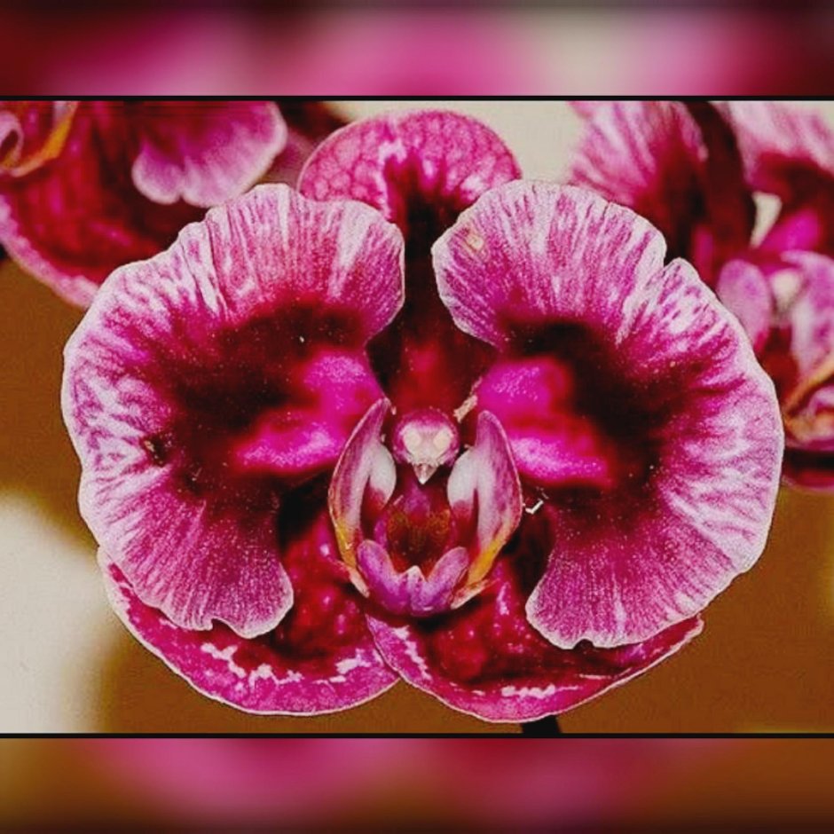 Орхидея фаленопсис ред Джевел