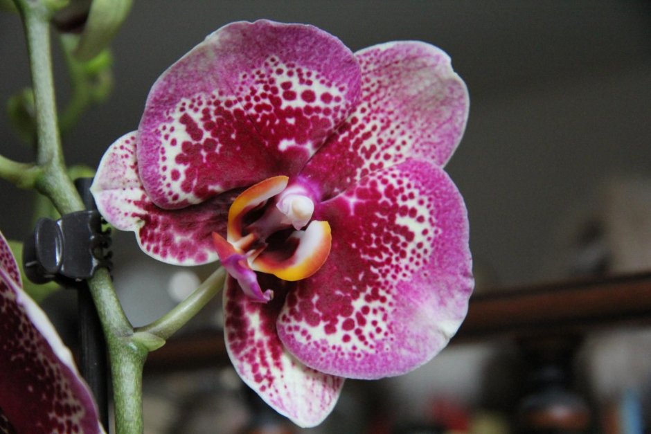 Phal. Mituo Diamond Panda