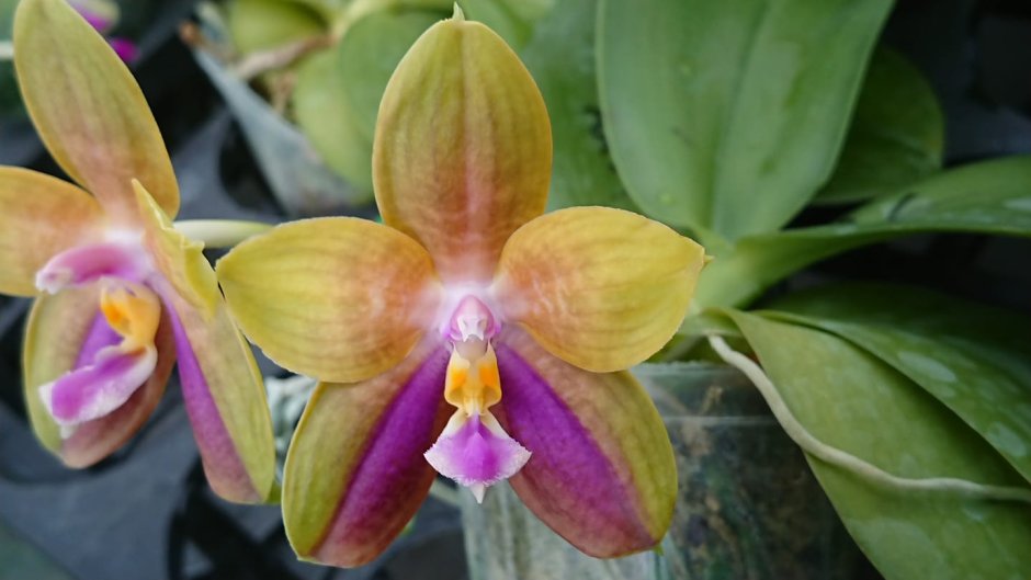 Mcl140 Phal. Mituo GH King Star ' Blueberry '