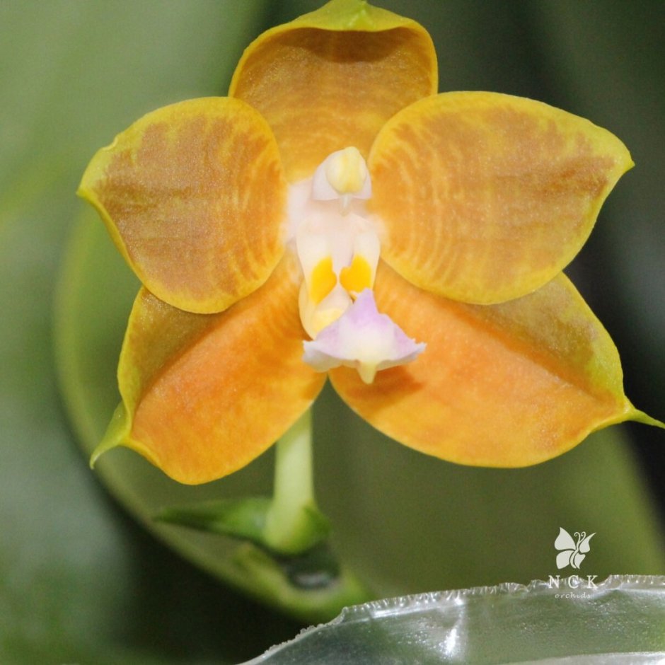 Phal. LD'S Bear King 'rh-3'