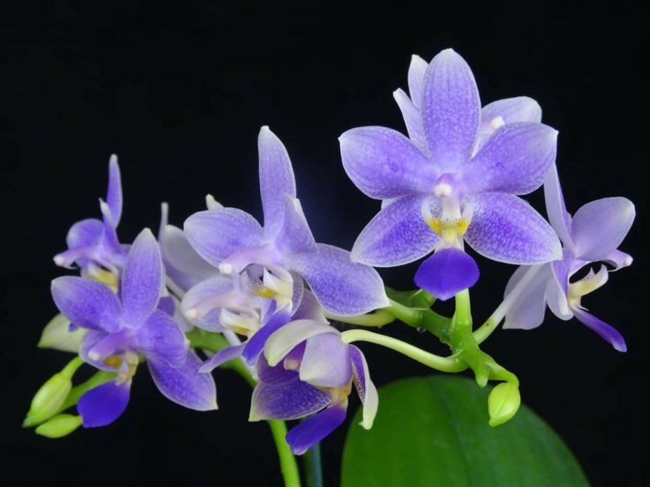 Фаленопсис saporita Орхидея