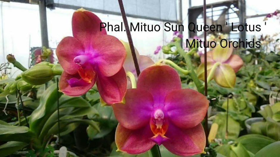 Phal.Mituo Sun”Mituo”