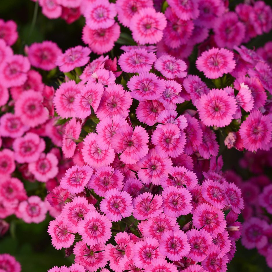 Dianthus interspecific