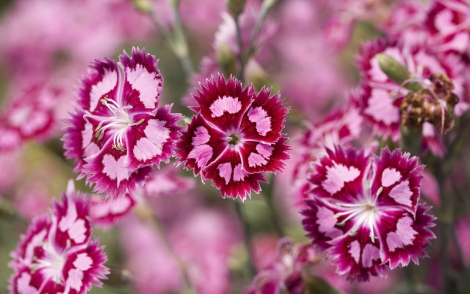 Dianthus Arabella Purple гвоздика