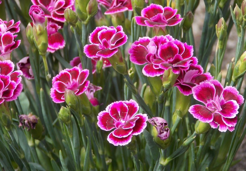 Гвоздика Садовая Dianthus caryophyllus Lillipot