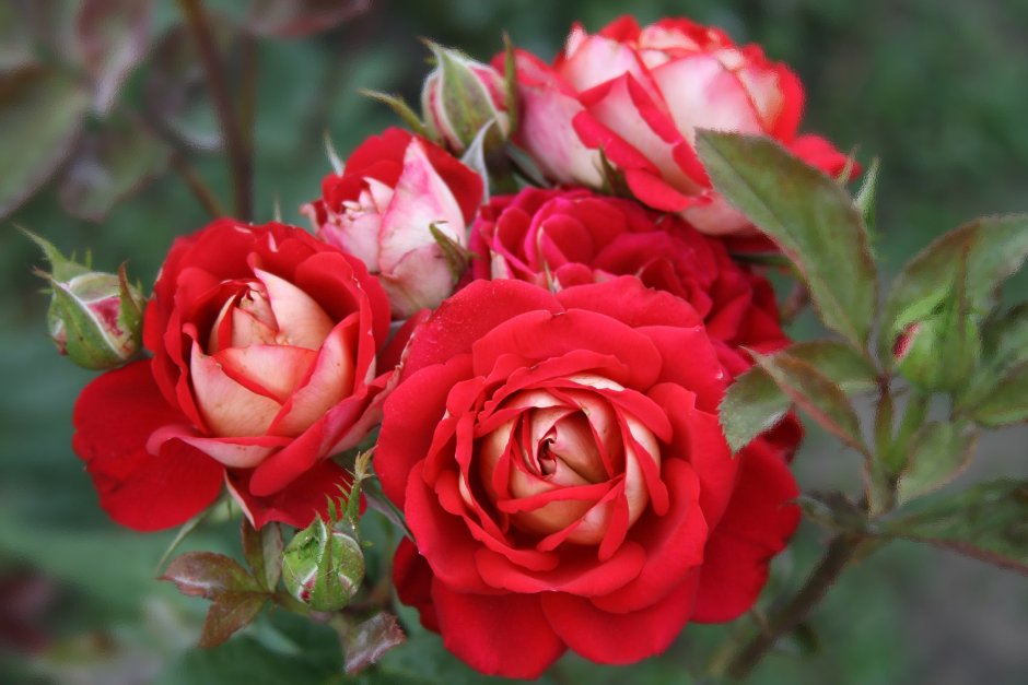 Роза кустовая Мирабель