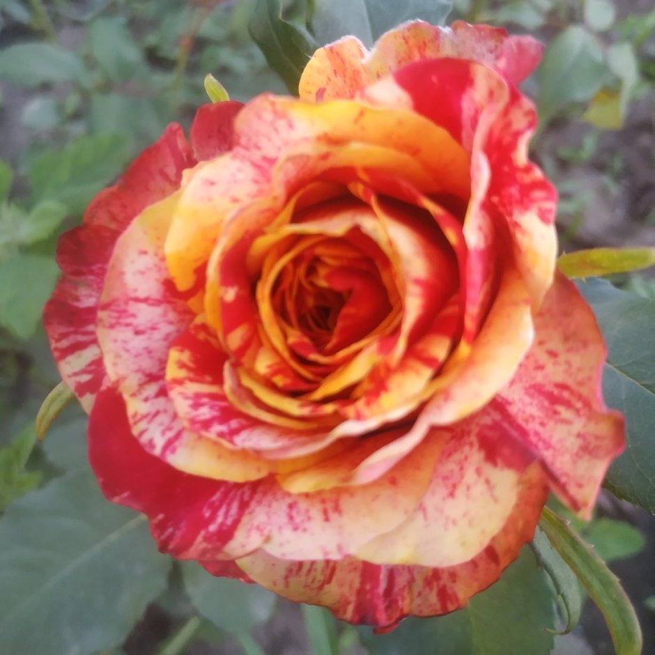 Роза флорибунда Грация