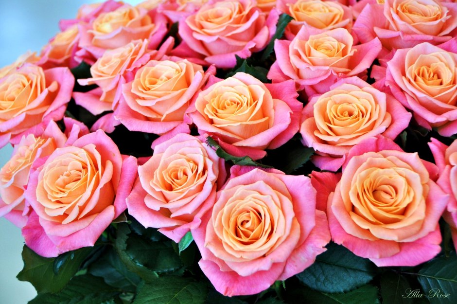 Красивые цвета роз