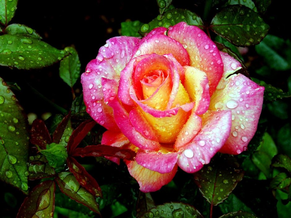 Роза рикухотару