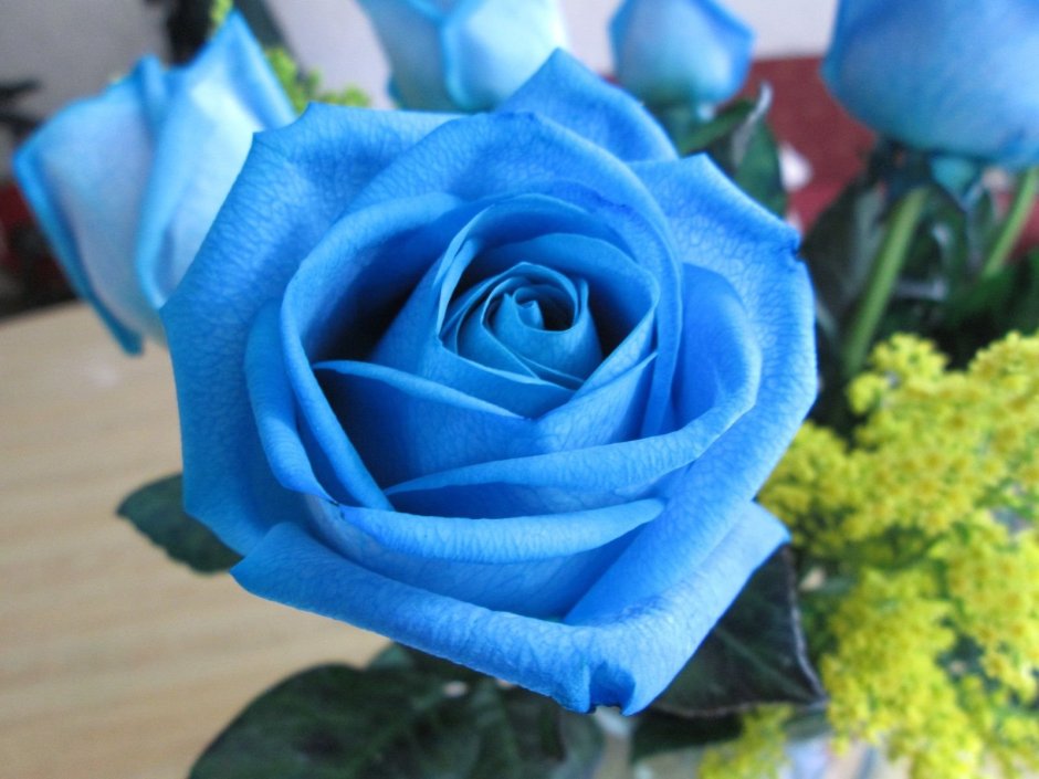 Роза плетистая синяя