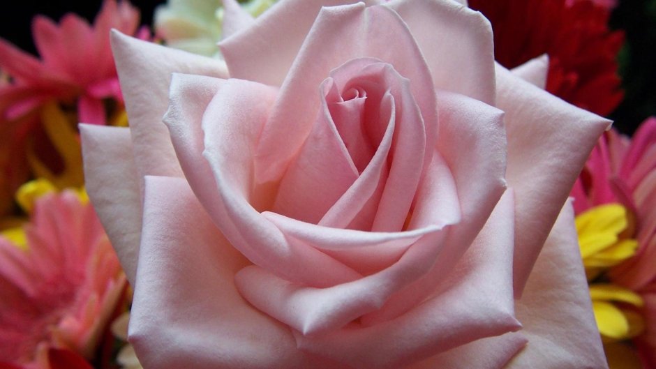 Нежная роза необыкновенной красоты
