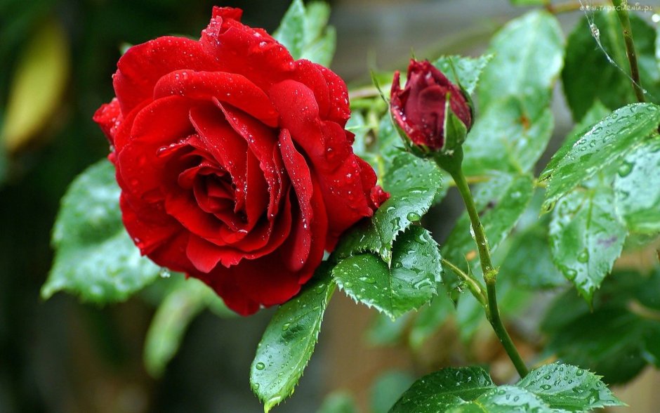 Роза капелька красная
