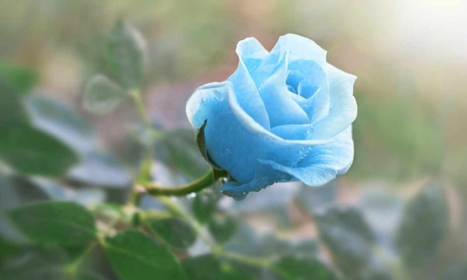 Розы голубого цвета