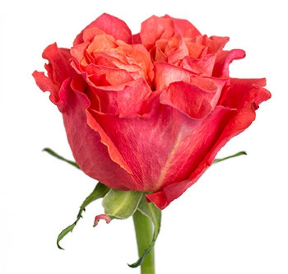 Карабелла Carabella роза