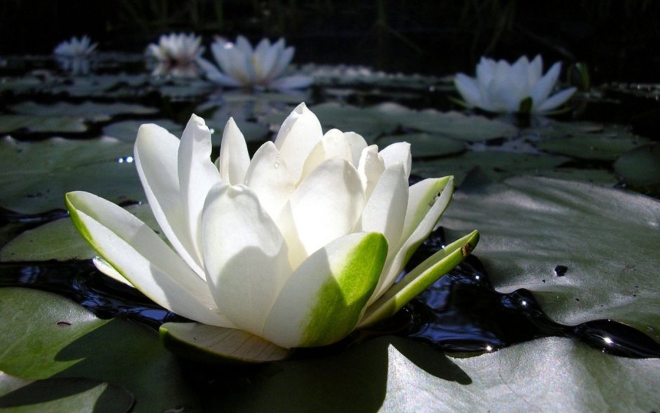 Белые китайские цветы