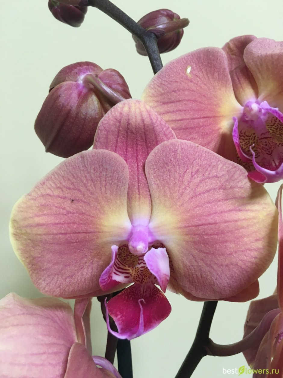 Орхидея Phalaenopsis Narbonne